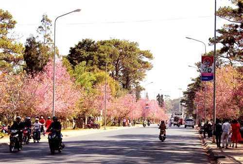 đà-lạt-nở-rộ-mai-anh-đào-ngày-tết-tây-ninh-24h (1).jpg