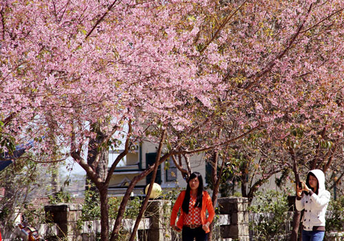 đà-lạt-nở-rộ-mai-anh-đào-ngày-tết-tây-ninh-24h (10).jpg