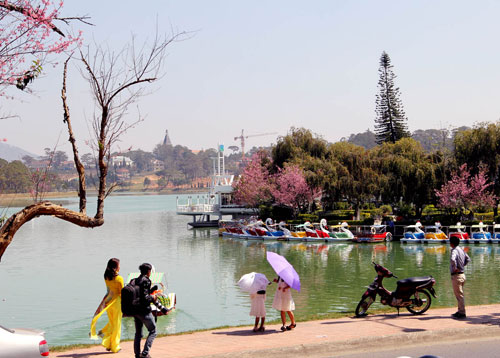 đà-lạt-nở-rộ-mai-anh-đào-ngày-tết-tây-ninh-24h (11).jpg