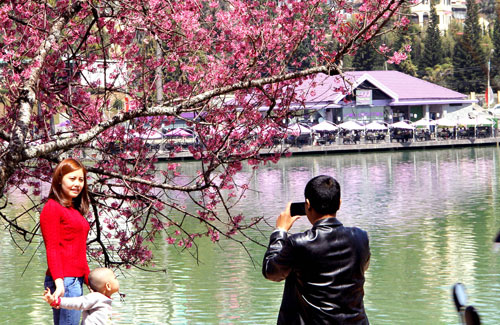 đà-lạt-nở-rộ-mai-anh-đào-ngày-tết-tây-ninh-24h (12).jpg