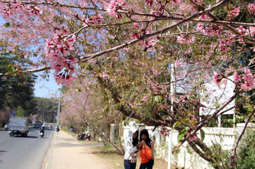 đà-lạt-nở-rộ-mai-anh-đào-ngày-tết-tây-ninh-24h (13).jpg