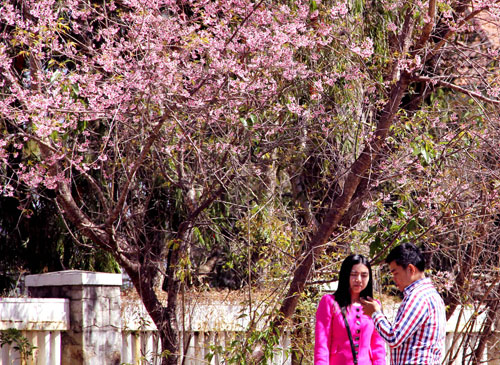 đà-lạt-nở-rộ-mai-anh-đào-ngày-tết-tây-ninh-24h (14).jpg