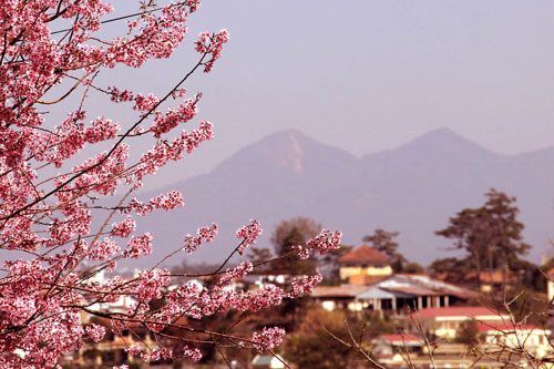 đà-lạt-nở-rộ-mai-anh-đào-ngày-tết-tây-ninh-24h (15).jpg