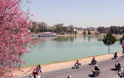 đà-lạt-nở-rộ-mai-anh-đào-ngày-tết-tây-ninh-24h (2).jpg