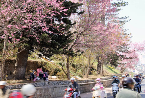 đà-lạt-nở-rộ-mai-anh-đào-ngày-tết-tây-ninh-24h (3).jpg