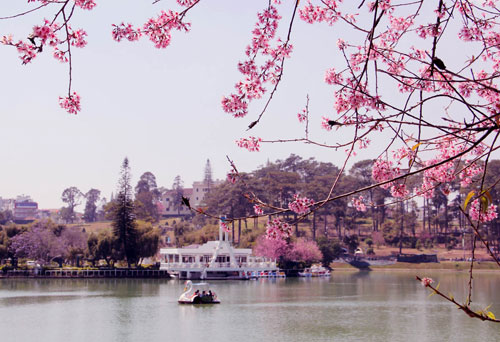 đà-lạt-nở-rộ-mai-anh-đào-ngày-tết-tây-ninh-24h (4).jpg