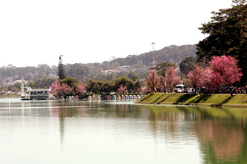 đà-lạt-nở-rộ-mai-anh-đào-ngày-tết-tây-ninh-24h (5).jpg