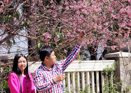 đà-lạt-nở-rộ-mai-anh-đào-ngày-tết-tây-ninh-24h (7).jpg