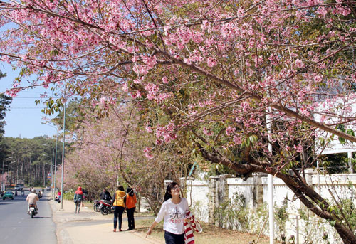 đà-lạt-nở-rộ-mai-anh-đào-ngày-tết-tây-ninh-24h (9).jpg