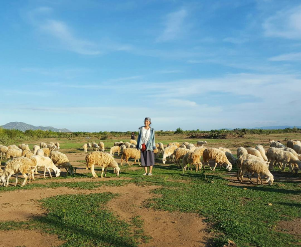 3-cánh-đồng-nuôi-cừu-đẹp-nhất-việt-nam-tây-ninh-24h (1).png