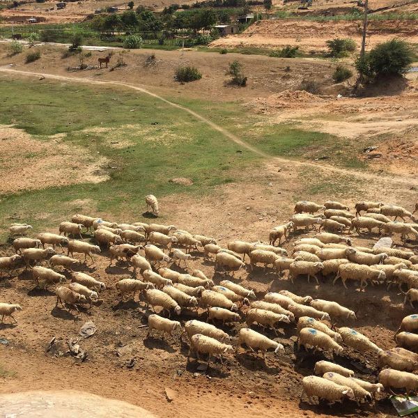 3-cánh-đồng-nuôi-cừu-đẹp-nhất-việt-nam-tây-ninh-24h (2).png