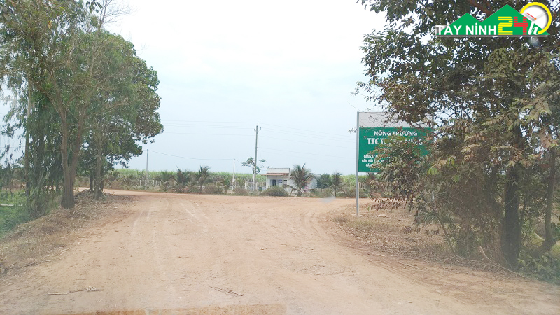 Bán 13HA CAO SU-Chưa Cạo Mủ -Gần Nông trường mía Thành Long, Châu Thành, Tây Ninh - ĐT: 0913.955.188