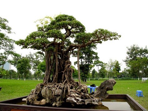 Cay-canh-trieu-do-tây-ninh-24h (2).jpg