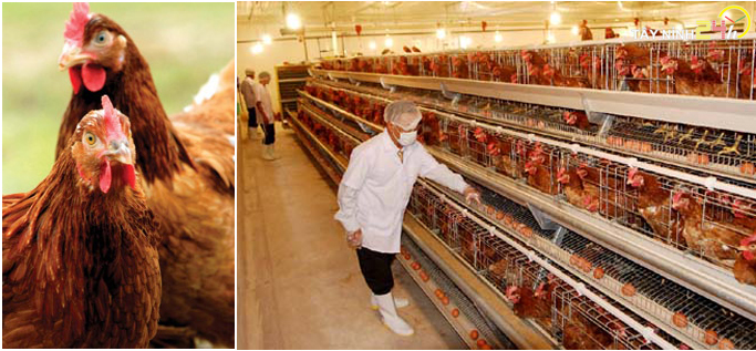 ql-viet-nam-phan-ga-u-hoai-trung-ga-ga-de-thanh-ly-tayninh24h.vn (001).jpg