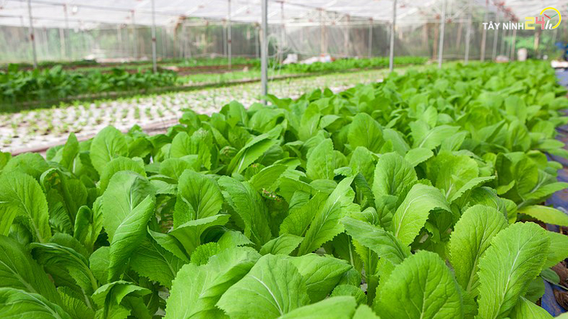 ql-viet-nam-phan-ga-u-hoai-trung-ga-ga-de-thanh-ly-tayninh24h.vn (11).jpg