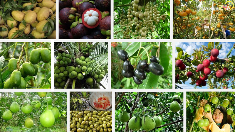 ql-viet-nam-phan-ga-u-hoai-trung-ga-ga-de-thanh-ly-tayninh24h.vn (12).jpg