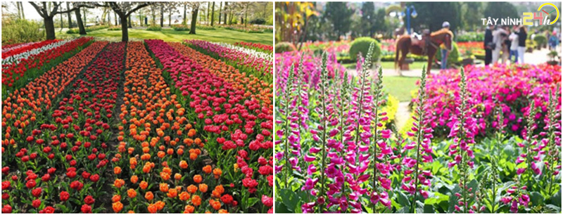 ql-viet-nam-phan-ga-u-hoai-trung-ga-ga-de-thanh-ly-tayninh24h.vn (13).jpg