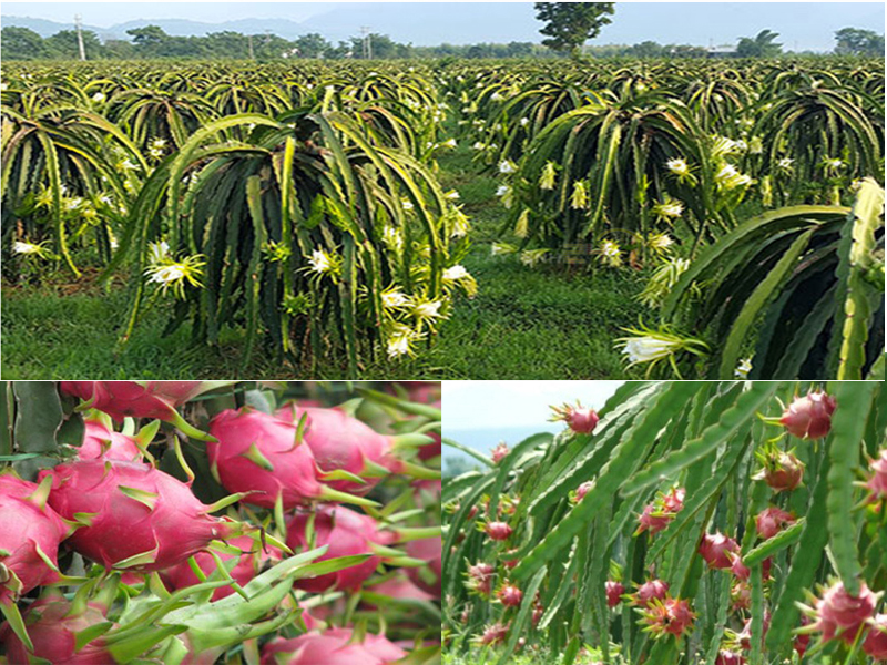 ql-viet-nam-phan-ga-u-hoai-trung-ga-ga-de-thanh-ly-tayninh24h.vn (14).jpg