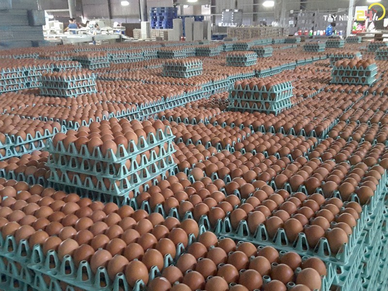 ql-viet-nam-phan-ga-u-hoai-trung-ga-ga-de-thanh-ly-tayninh24h.vn (3).jpg