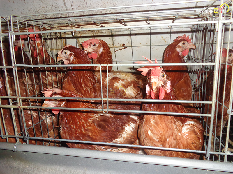 ql-viet-nam-phan-ga-u-hoai-trung-ga-ga-de-thanh-ly-tayninh24h.vn (3).png