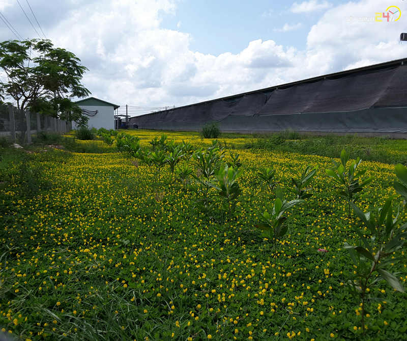 ql-viet-nam-phan-ga-u-hoai-trung-ga-ga-de-thanh-ly-tayninh24h.vn (5).jpg