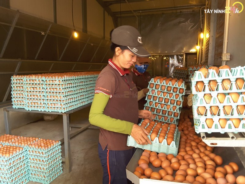 ql-viet-nam-phan-ga-u-hoai-trung-ga-ga-de-thanh-ly-tayninh24h.vn (6).jpg