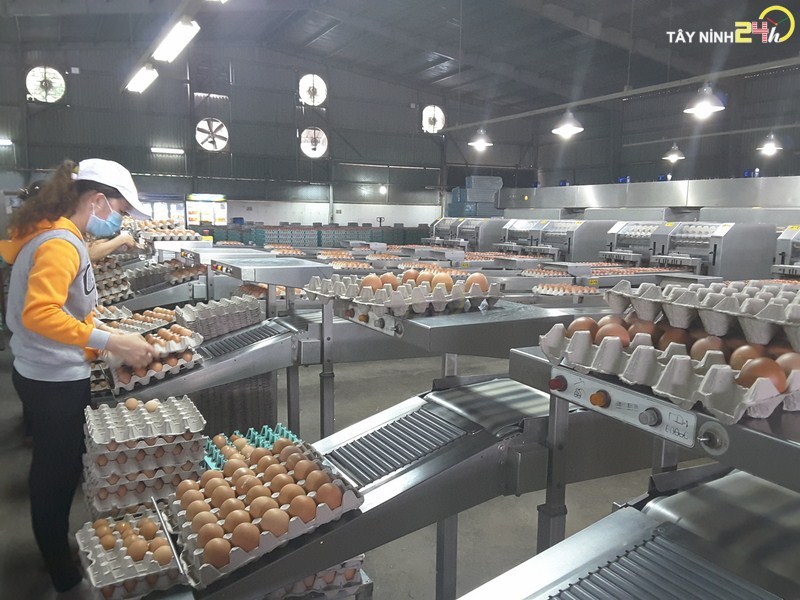 ql-viet-nam-phan-ga-u-hoai-trung-ga-ga-de-thanh-ly-tayninh24h.vn (7).jpg