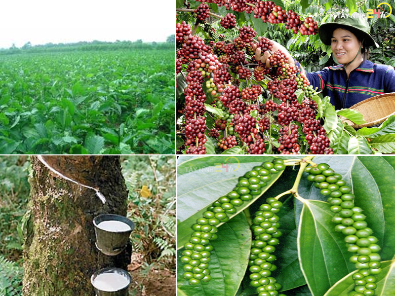 ql-viet-nam-phan-ga-u-hoai-trung-ga-ga-de-thanh-ly-tayninh24h.vn (9).jpg