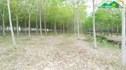 ban-lo-cao-su-13ha-gan-nong-truong-mia-thanh-long-tay-ninh-8.jpg